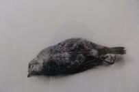 後輩に教えてもらって描いた「写実作品」　初挑戦とは思えないクオリティに目を疑う