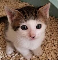 参加するシェルターで出会った「おかっぱ髪の子猫」約3年後、驚きの成長姿に和む