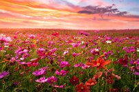 「国民年金と厚生年金」夫婦世帯とシングル世帯のひと月の平均額は？