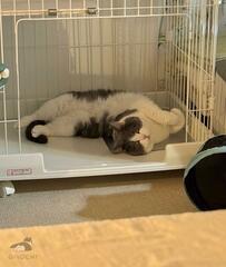 猫ちゃんが寝ていると思ったら　まさかの様子に心が和む