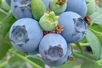 「こんな感じなんだ」「初めて見た」　意外と知らないブルーベリーの花の姿が話題に