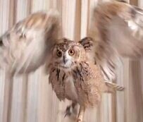 【風を起こすフクロウ】まるで送風機！ダイナミックに羽を動かして起こす風の風量&風圧がすごすぎる！予想外の展開も！？