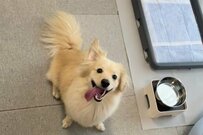 出かけようとした瞬間甘えてきた犬　だっこした直後の顔に「知能犯」「計画通り」