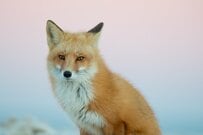 北海道「北きつね牧場」を訪れると…　「入口で見かけた」まさかの光景に心が温まる