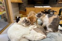 【猫ちゃんから溢れ出る母性】甘えるのが大好きな猫ちゃんたちが集まってできた猫だんごにほっこり