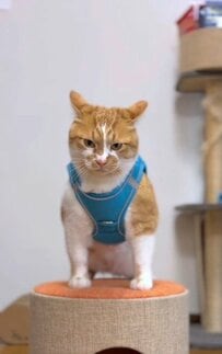 【元保護猫ちゃん×国民的キャラクター】可愛さのコラボに悶絶！「なんとなく笑っちゃう」の声も