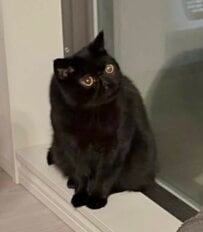 「おもろすぎて毎日飽きない」猫ちゃんの投稿が話題！ブラッシングで至福の表情、謎のポージング…中毒性バツグンと大反響