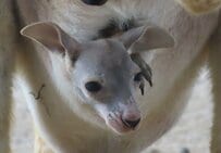 【神戸市立王子動物園】「簡単？いや」意外に難しい、雪に写った動物の足跡クイズ！（兵庫県）