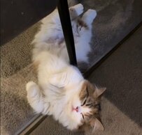 「すごい角度で寝てる…」ほぼ『直角』に寝る猫の寝相にSNSでは反響続々