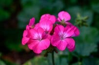 切り花よりおトク！60歳代ひとり暮らしの季節を彩る「長く咲く春の花」3選！毎年咲いてくれる多年草はコスパ◎