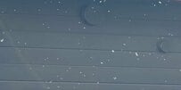 札幌で撮影された「雪が降っているような光景」 大量発生した「雪虫」に反響や苦労の声が続々