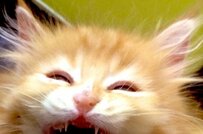 爆笑する猫さんがSNSで話題　大きすぎる口が笑っちゃう可愛さ！