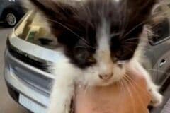 路上で懸命に鳴くやせ細った子猫が…　レスキュー後の成長姿に「助けてくれてありがとう」「まさに天使」
