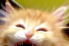 爆笑する猫さんがSNSで話題　大きすぎる口が笑っちゃう可愛さ！