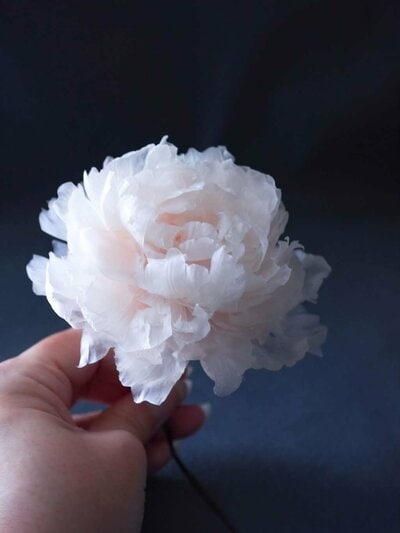透明感がある繊細な花びら