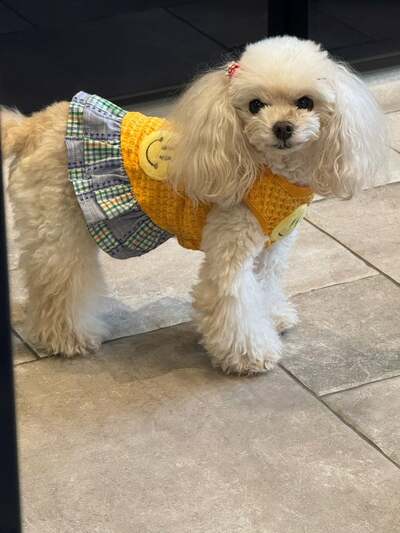 堀ちえみのAmeba公式ブログ投稿