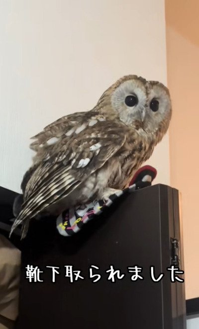 投稿動画のワンシーン