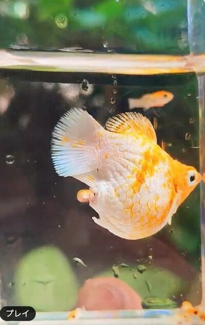 お尻から出てきたのは&hellip;