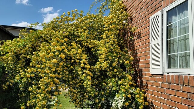憧れの〈バラのアーチ〉ならモッコウバラで！来年の春からたくさんの花をモリモリ咲かせるコツを【栽培20年の経験】をもとにお伝えします！