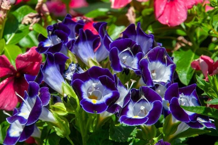 トレニアの花が咲いている。色は濃い青。