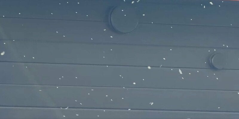 札幌で撮影された「雪が降っているような光景」 大量発生した「雪虫」に反響や苦労の声が続々
