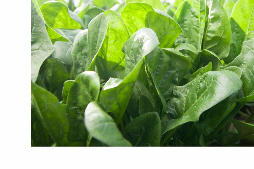 okugawa/istockphoto.com