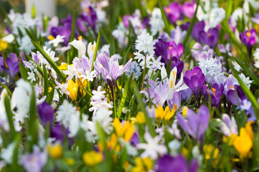 Kocsis Sandor/shutterstock.com