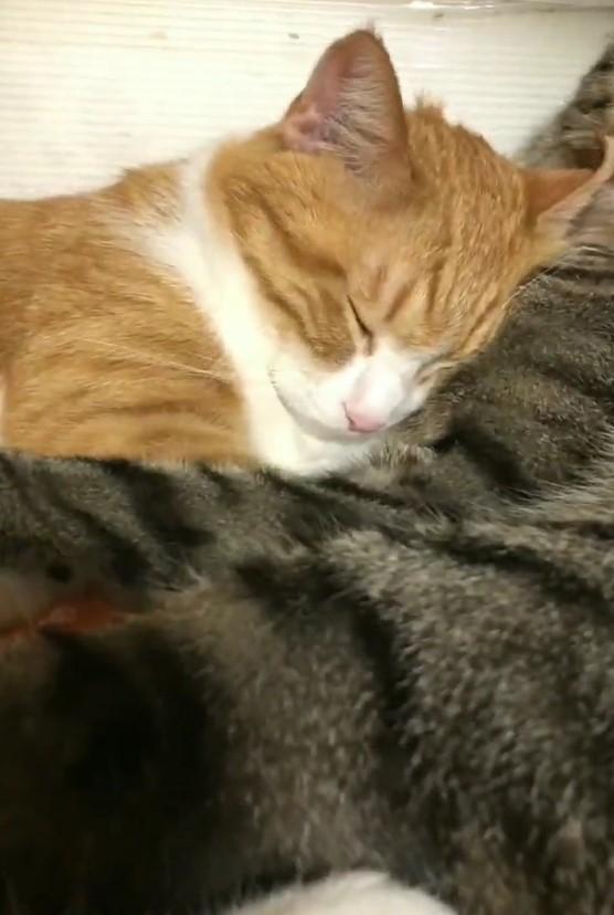 出所：@mero627puri914