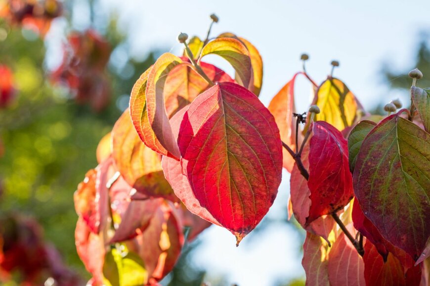 Jose Luis Vega/shutterstock.com