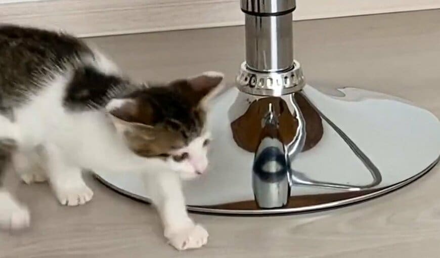 出所：@Saeroyi_cat