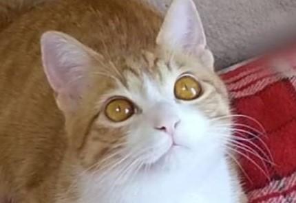 出所：@mero627puri914