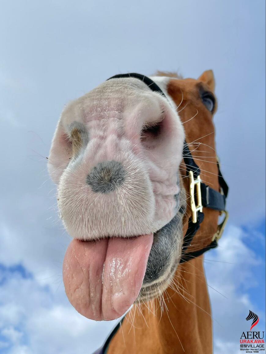 出所：うらかわ優駿ビレッジAERU 