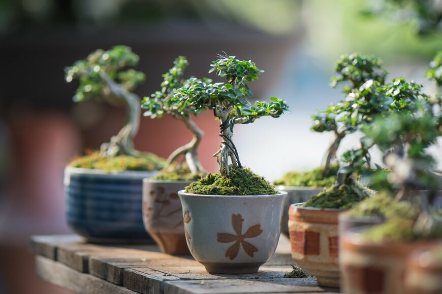 Adisak Paresuwan/Shutterstock.com