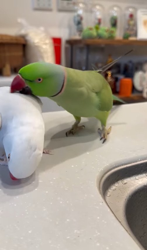 出所：@zundamame_cockatiel