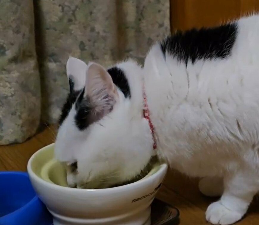 食事中「風の音」に驚いた猫さんがフリーズ…「まさかの表情」に笑ってしまう！