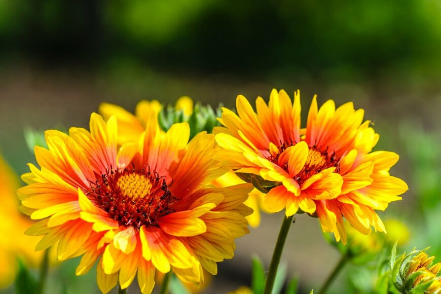 Korovin Aleksandr/shutterstock.com