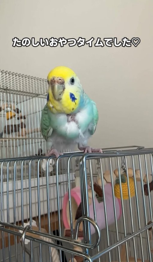 出所：@daiinkoteikoku_soraoto