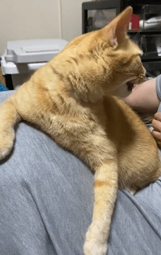 出所：@luna7taka9