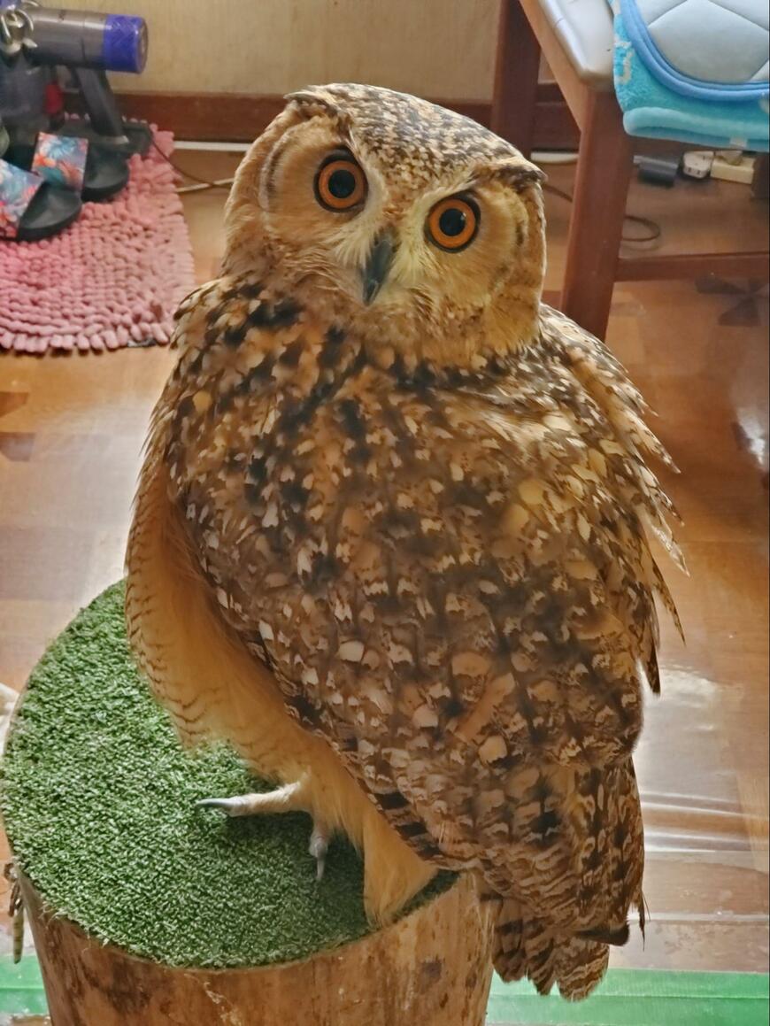 出所：@NORIKO_Rye