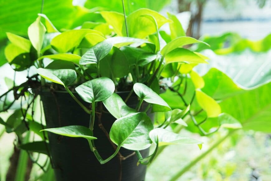 Mootarn/shutterstock.com