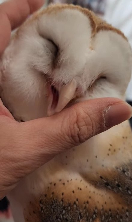 出所：@miki4wan108