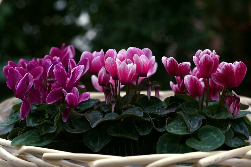 Tatyana-Sanina/Shutterestock.com