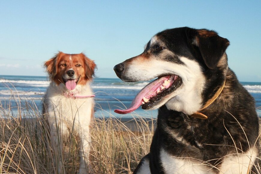 犬にかまれる人の数が減らないニュージーランド…意見が割れるその対策