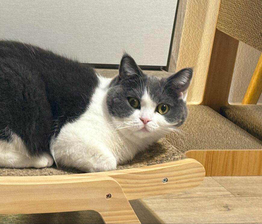 出所：@omochiomoching