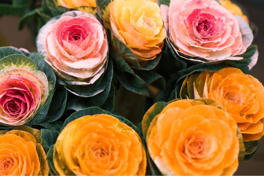 edelweiss7227/shutterstock.com