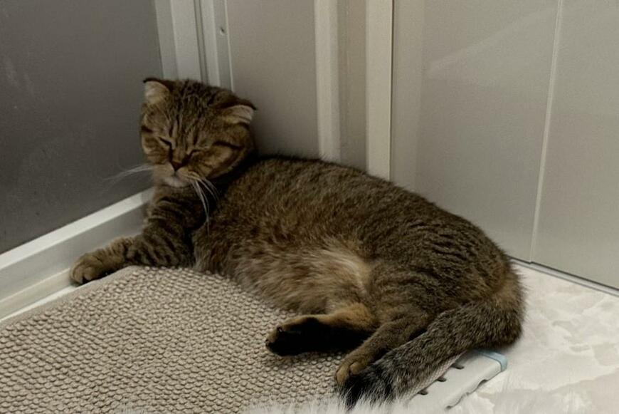 出所：@ponpokopontanu