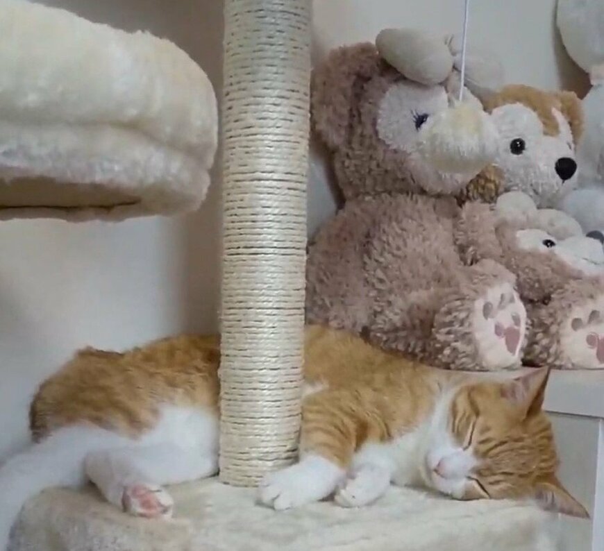 出所：@mero627puri914