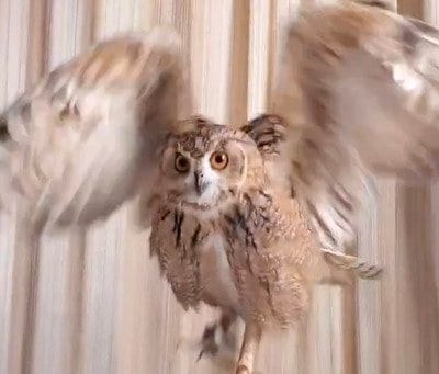 【風を起こすフクロウ】まるで送風機！ダイナミックに羽を動かして起こす風の風量&風圧がすごすぎる！予想外の展開も！？