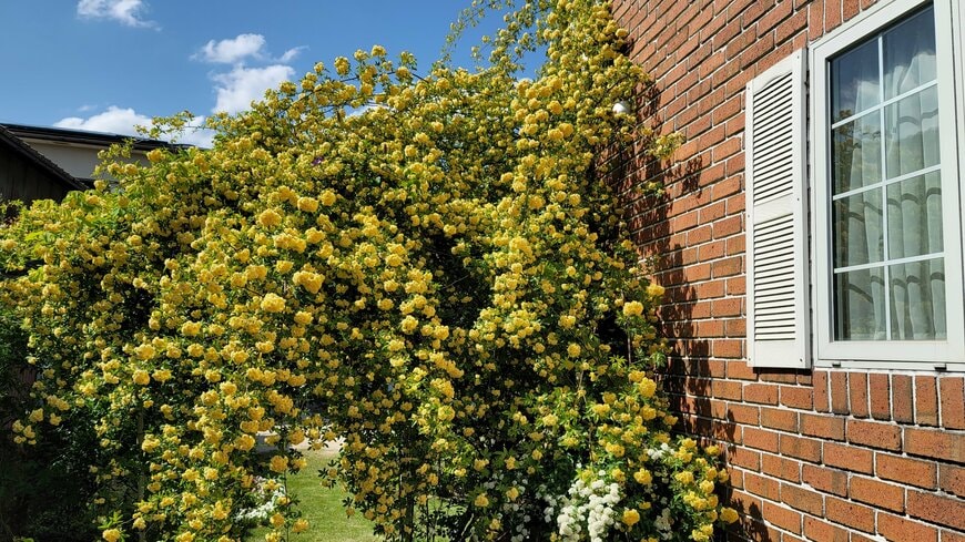 憧れの〈バラのアーチ〉ならモッコウバラで！来年の春からたくさんの花をモリモリ咲かせるコツを【栽培20年の経験】をもとにお伝えします！