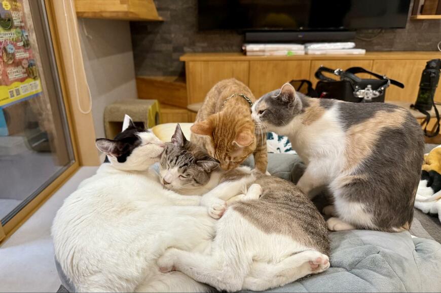 【猫ちゃんから溢れ出る母性】甘えるのが大好きな猫ちゃんたちが集まってできた猫だんごにほっこり